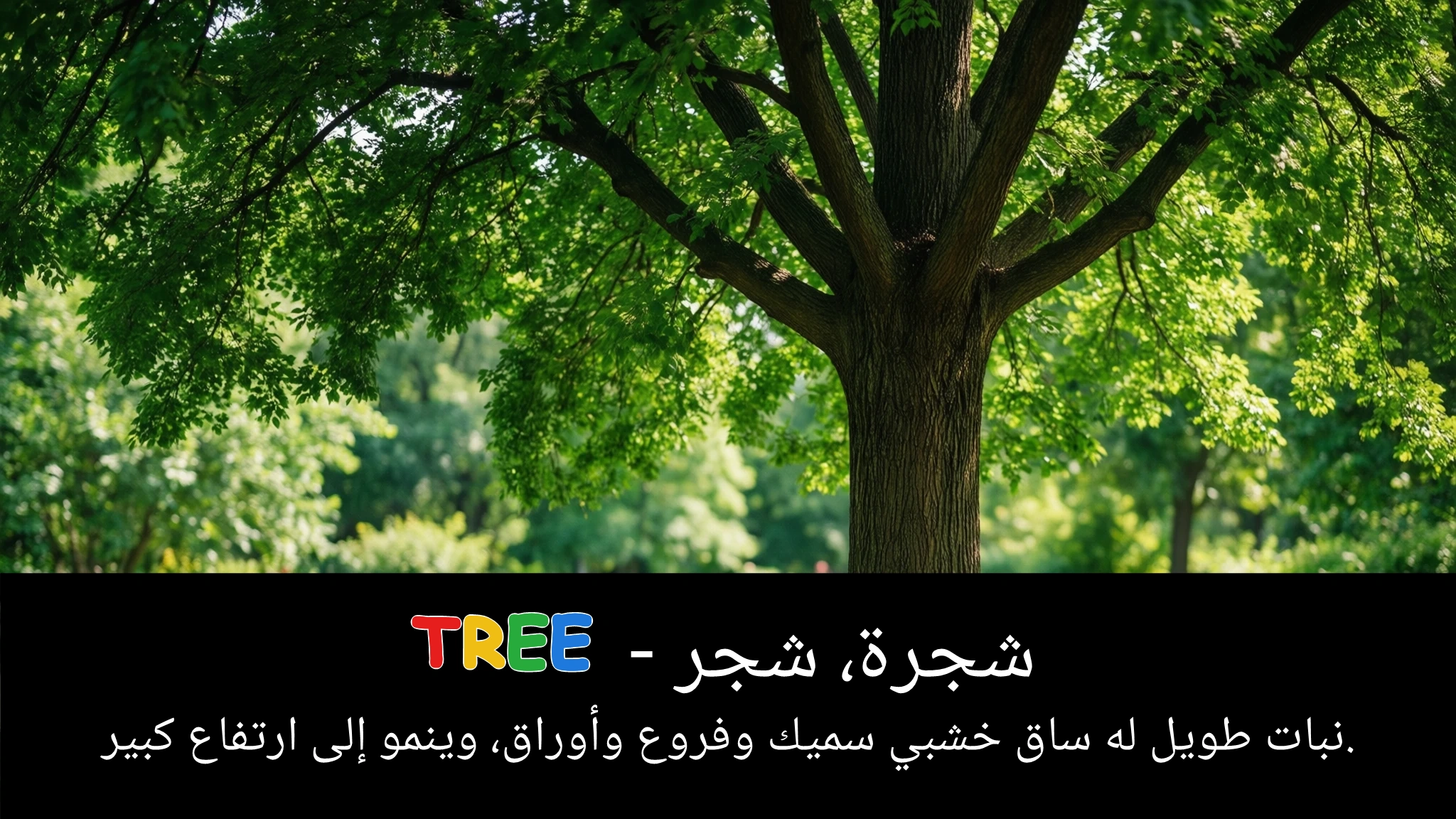 Arabic Illustration for tree